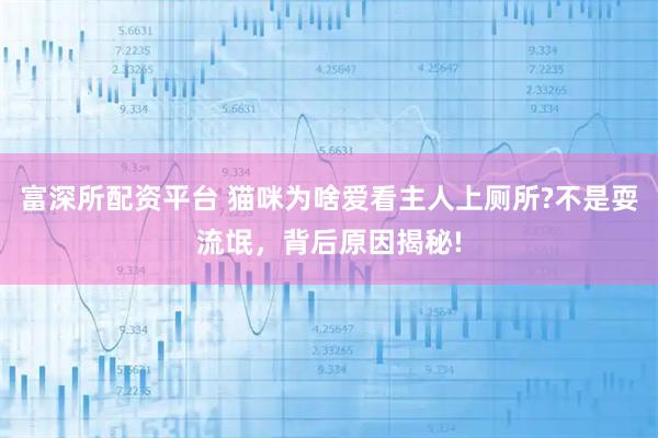 富深所配资平台 猫咪为啥爱看主人上厕所?不是耍流氓，背后原因揭秘!